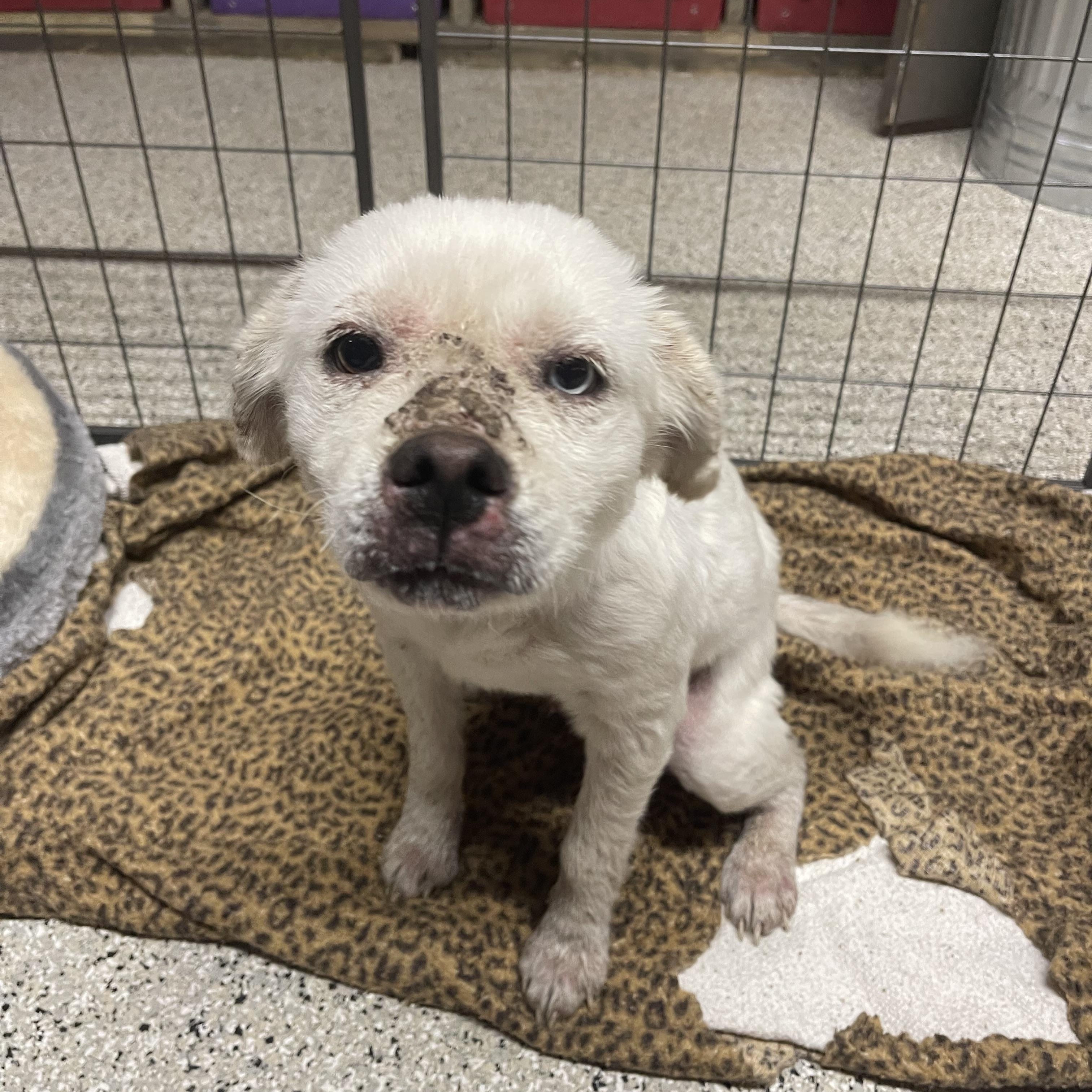 Falcor, a ADOPTABLE mixed breed in Baton Rouge, LA image 6/6