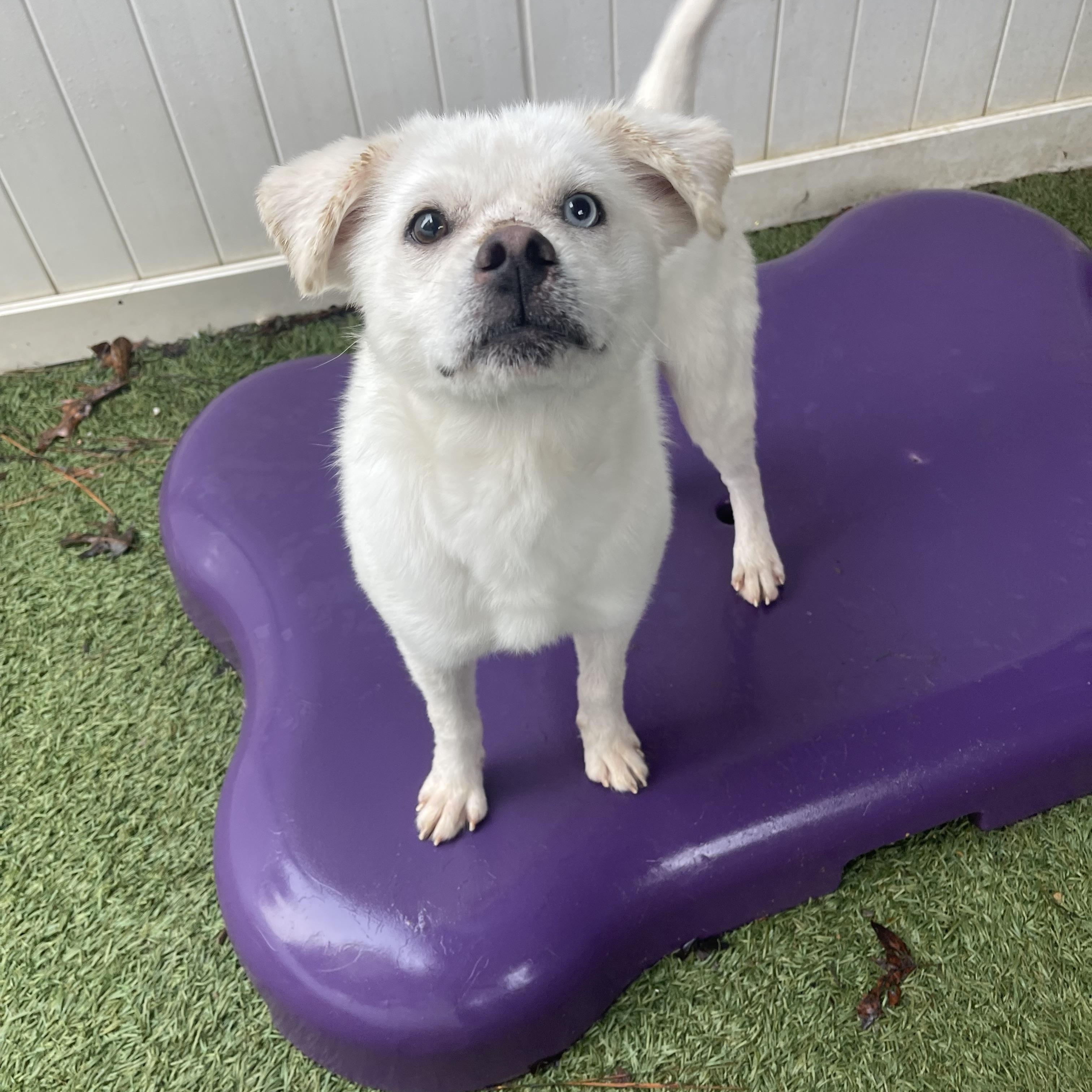 Enlarge Falcor, an adopted mixed breed in Baton Rouge, LA image 3/4