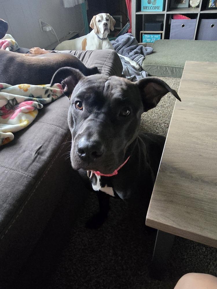 Venus, Adoptable, Adult Female Pit Bull Terrier & Mixed Breed.