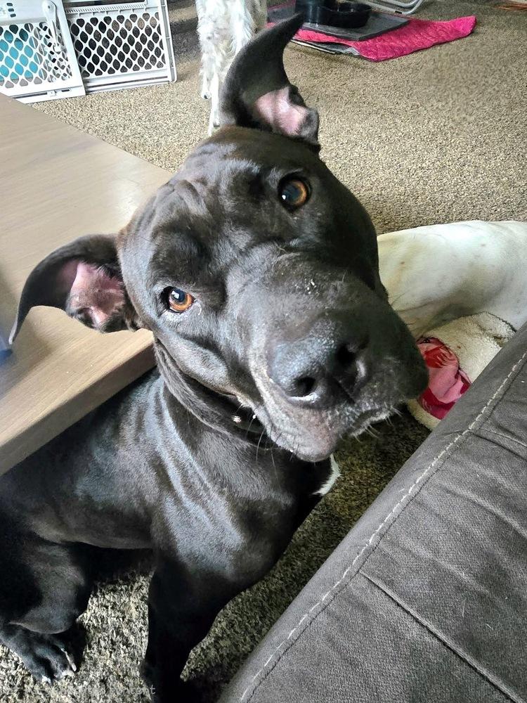Enlarge Venus, a Adoptable mixed breed in Irwin, PA image 2/5