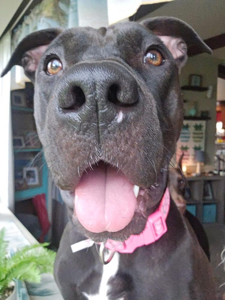 Enlarge Venus, a Adoptable mixed breed in Irwin, PA image 3/5