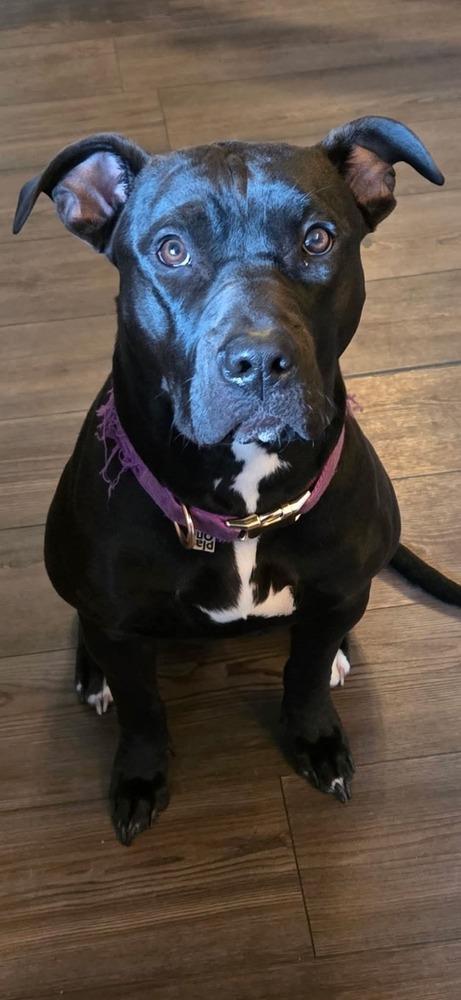 Enlarge Venus, a Adoptable mixed breed in Irwin, PA image 4/5