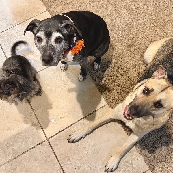 Zennia Garden Girl — thumbnail 5