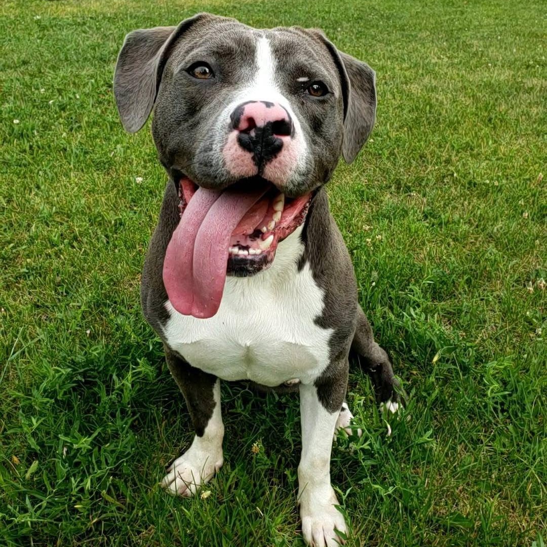 Augie, a Adoptable mixed breed in Wheeling, IL image 1/6