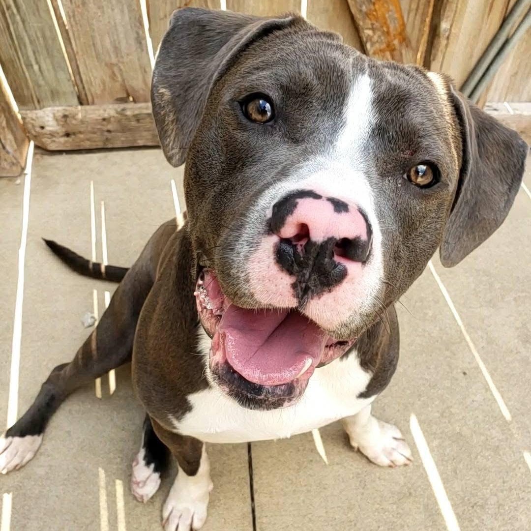 Augie, a Adoptable mixed breed in Wheeling, IL image 2/6