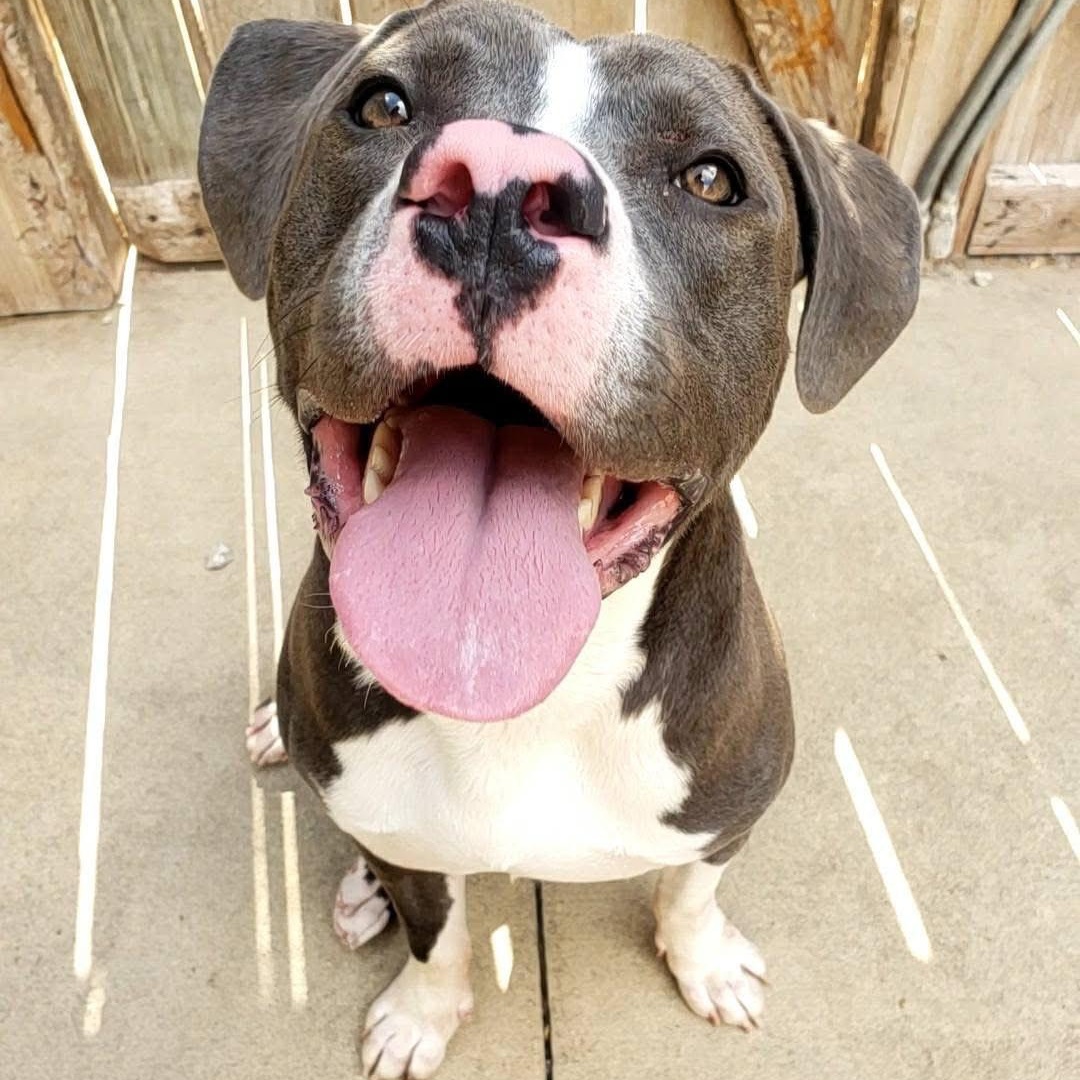 Augie, a Adoptable mixed breed in Wheeling, IL image 3/6