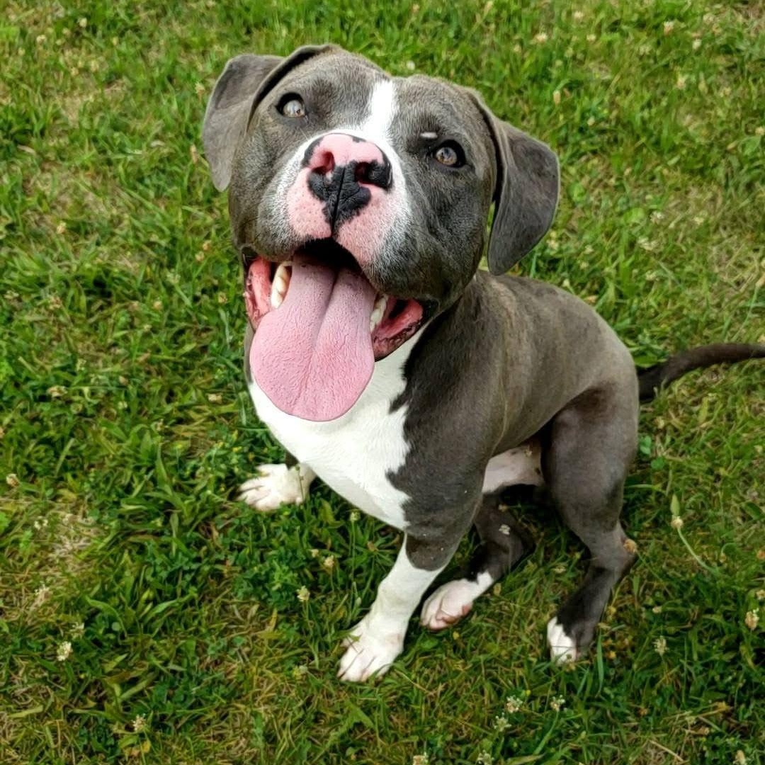 Augie, a Adoptable mixed breed in Wheeling, IL image 5/6