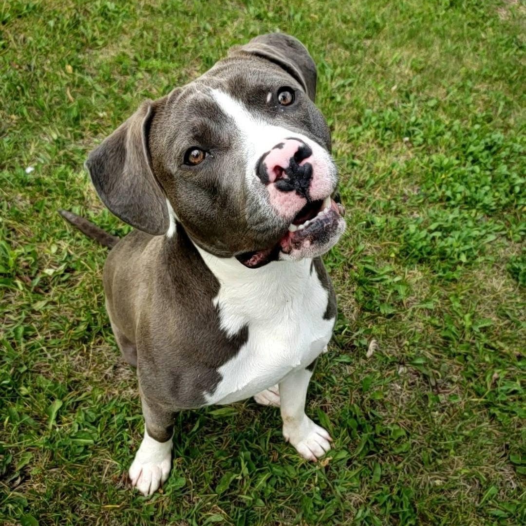 Augie, a Adoptable mixed breed in Wheeling, IL image 6/6