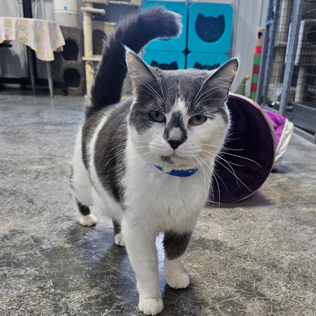 Oscar, Adoptable, Adult Male Domestic Short Hair.