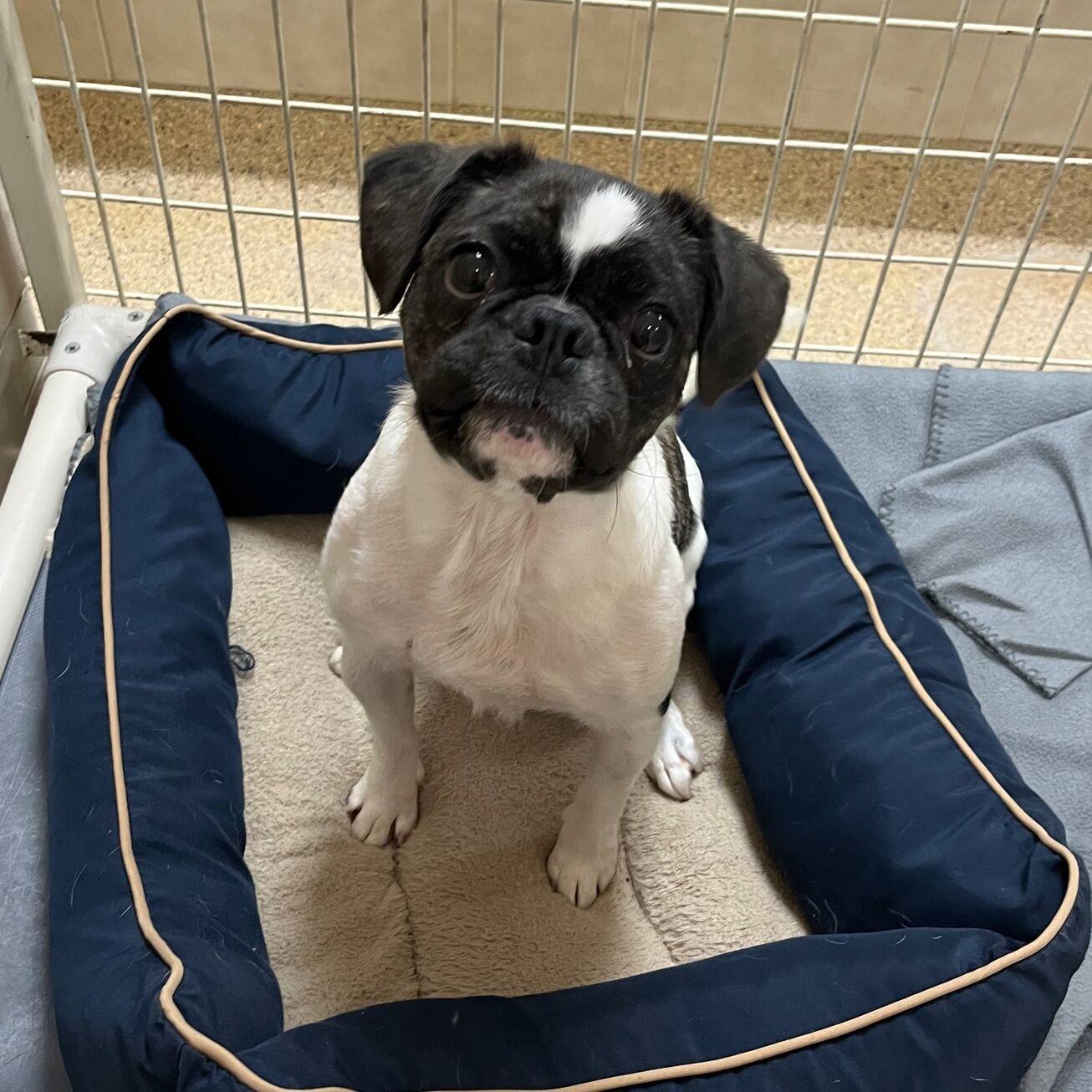 Dulce, adopted, Adult Female French Bulldog.