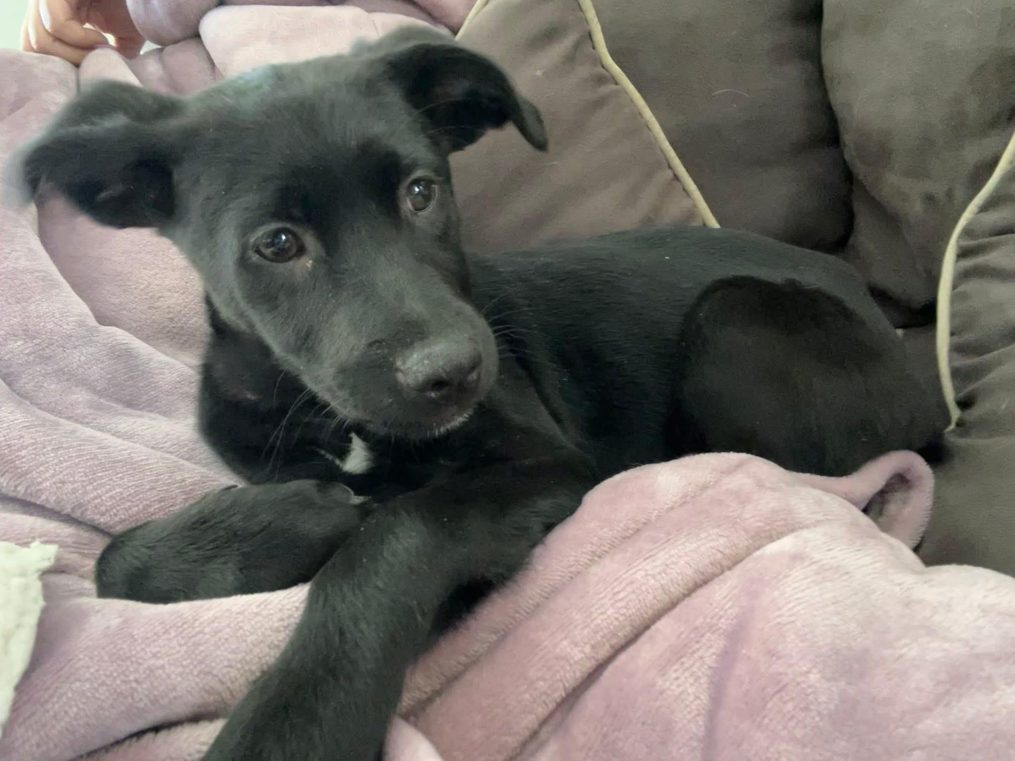 Willow, ADOPTABLE, Puppy Female Labrador Retriever.