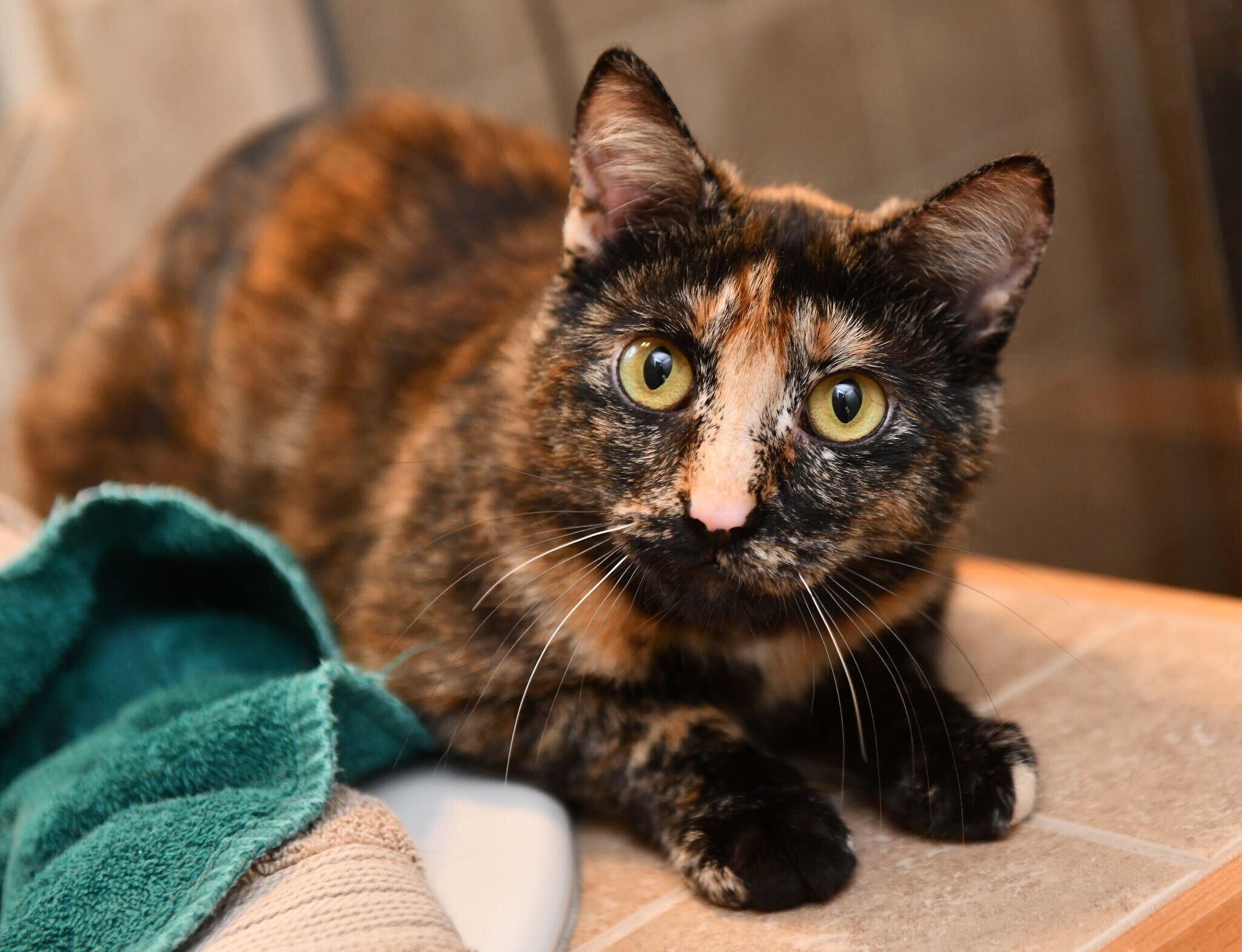 Chloe, Adult Female unknown