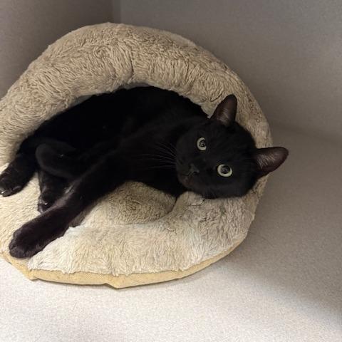 Enlarge Flint, a Adoptable Domestic Short Hair in Washougal, WA image 1/1