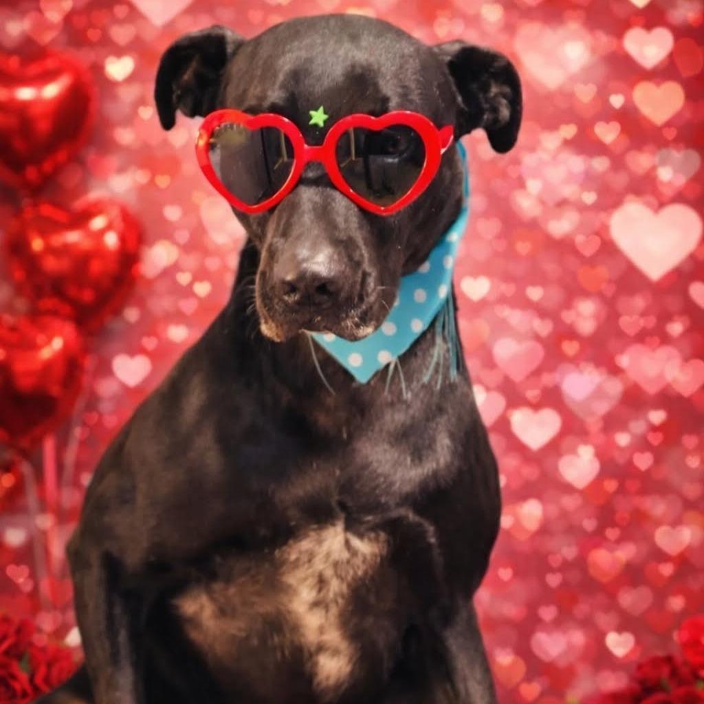 Enlarge Java, a Adoptable mixed breed in Edinburg, TX image 1/6