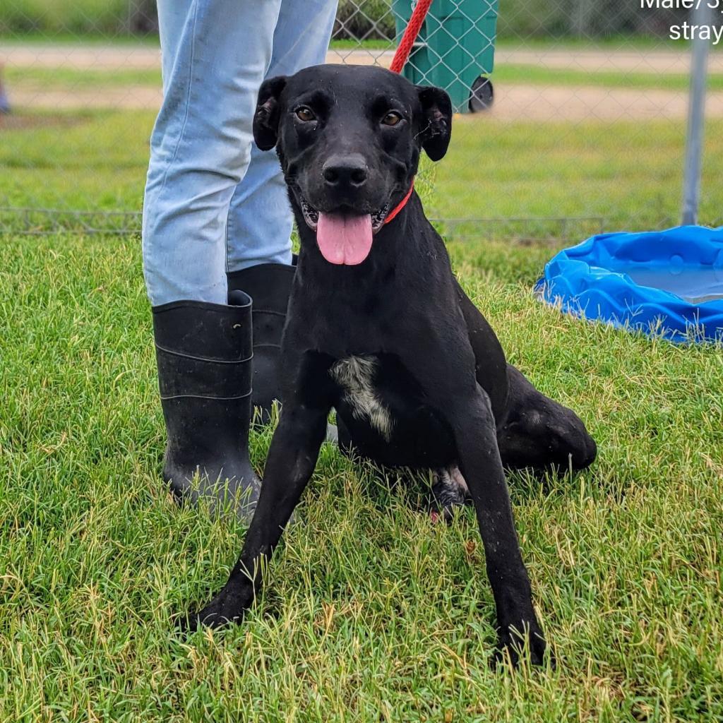 Enlarge Java, a Adoptable mixed breed in Edinburg, TX image 1/6
