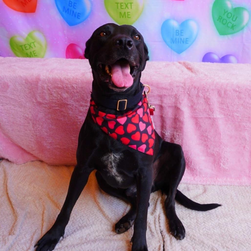 Enlarge Java, a Adoptable mixed breed in Edinburg, TX image 2/6