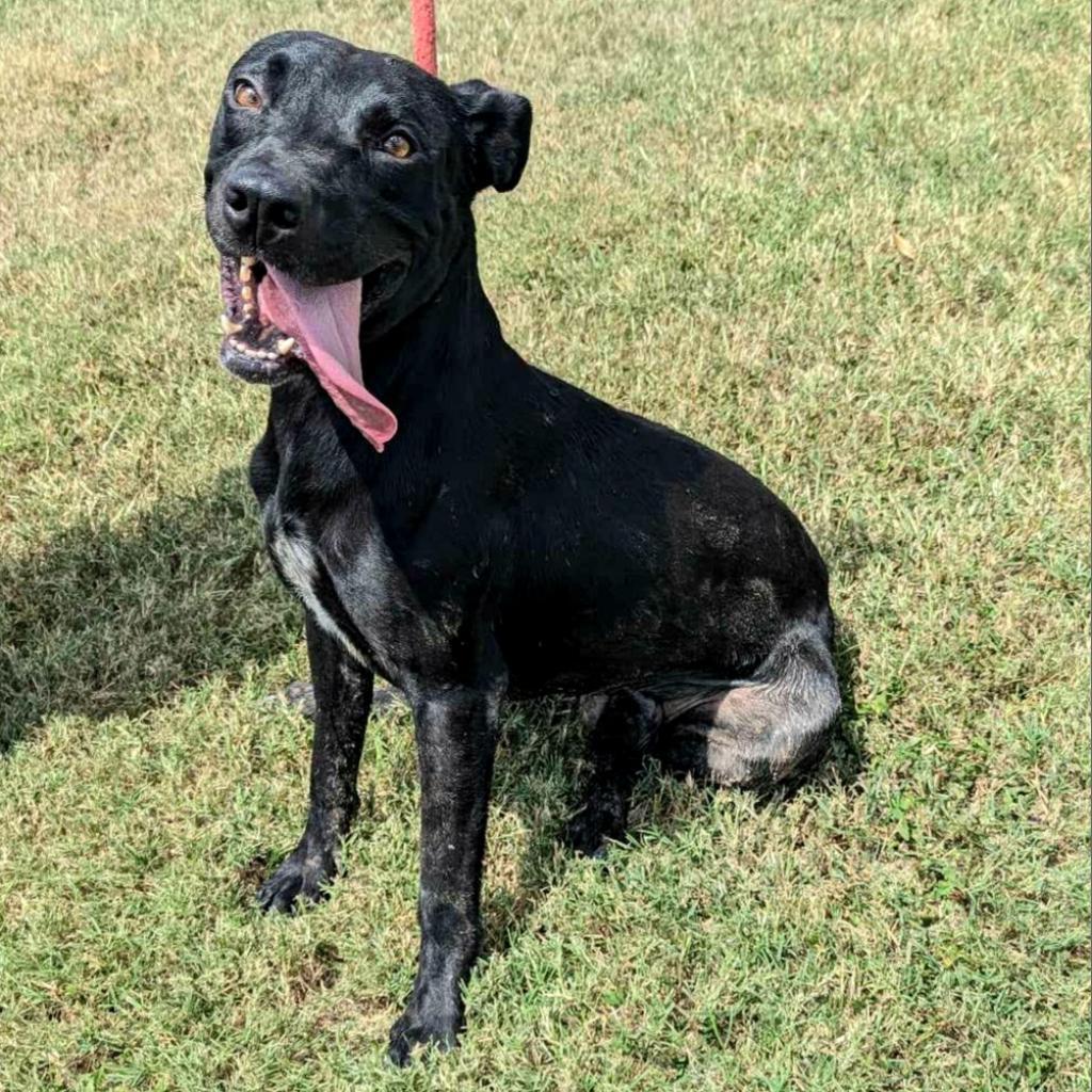 Enlarge Java, a Adoptable mixed breed in Edinburg, TX image 3/6