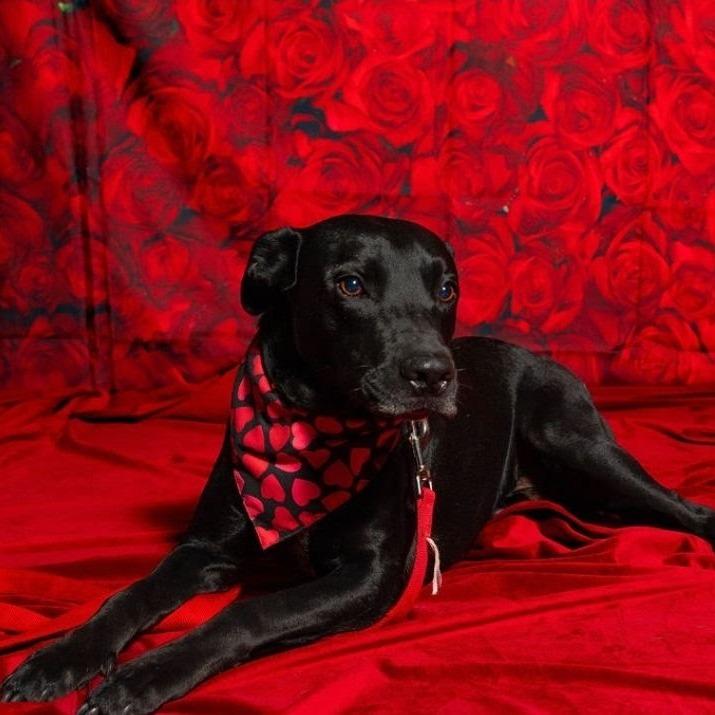 Enlarge Java, a Adoptable mixed breed in Edinburg, TX image 3/6