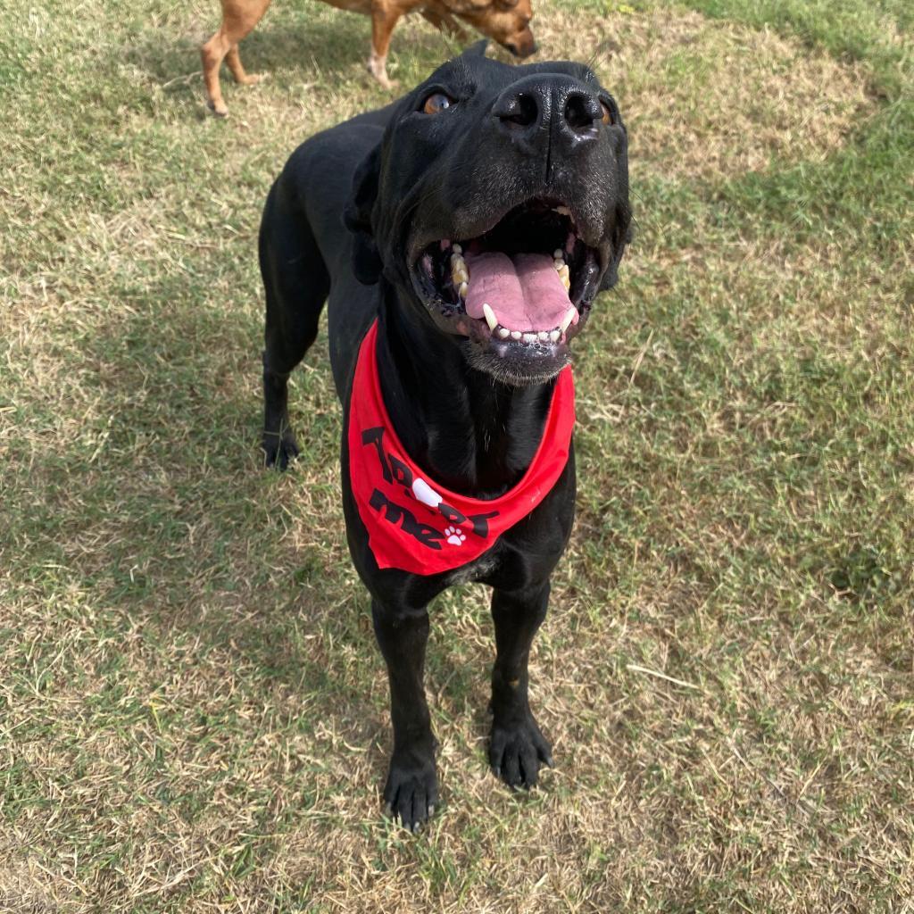 Enlarge Java, a Adoptable mixed breed in Edinburg, TX image 4/6