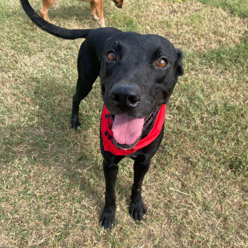 Enlarge Java, a Adoptable mixed breed in Edinburg, TX image 5/6