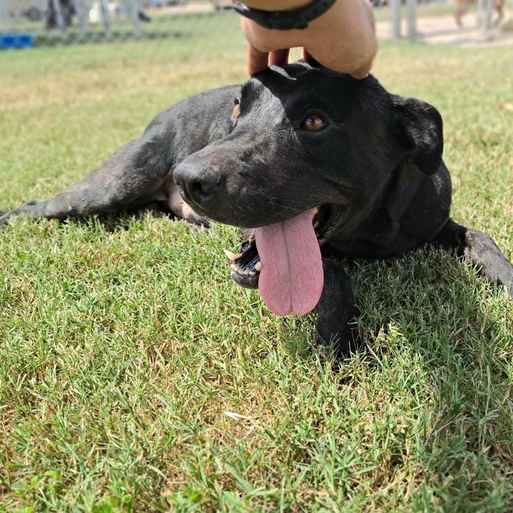 Enlarge Java, a Adoptable mixed breed in Edinburg, TX image 6/6