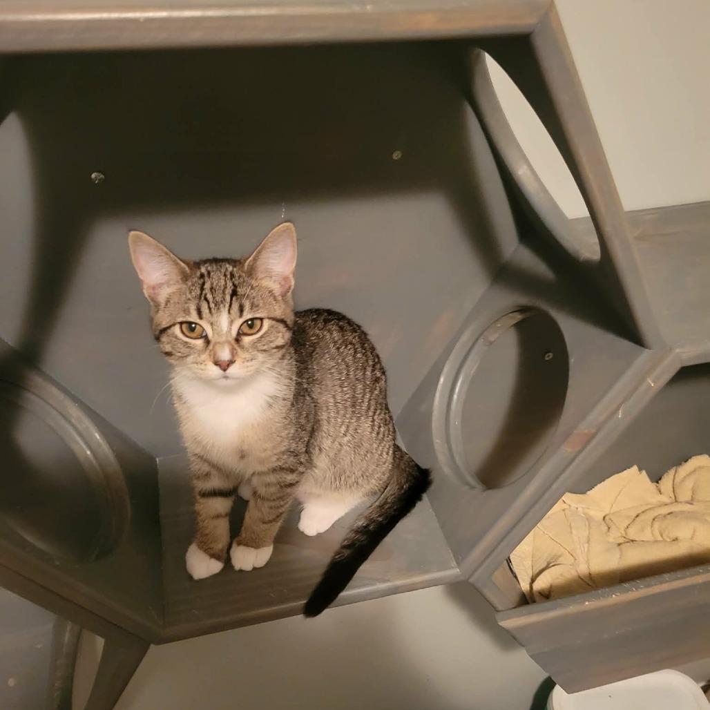 Enlarge Biscotti, a Adoptable Domestic Short Hair in Abbotsford, BC image 1/1