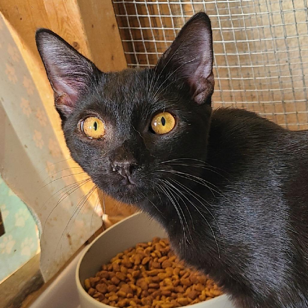 Beth, Adoptable, Young Female Domestic Short Hair.