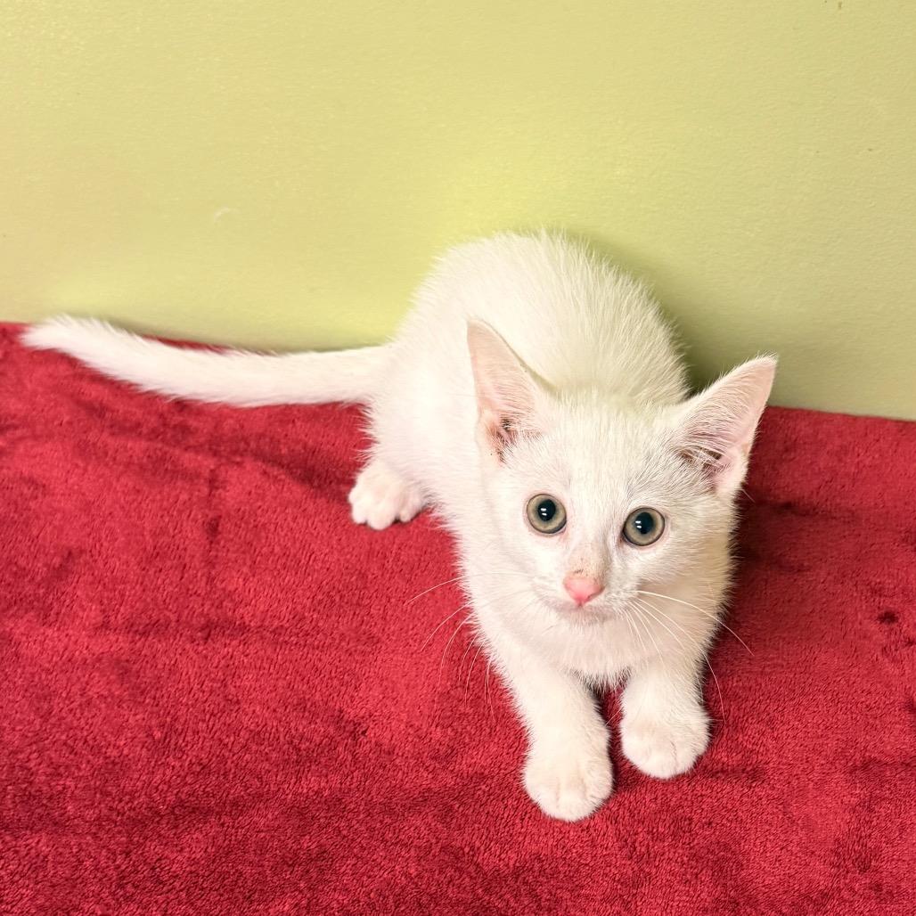 Enlarge Sebastian, an adopted Domestic Short Hair in Circleville, OH image 1/1
