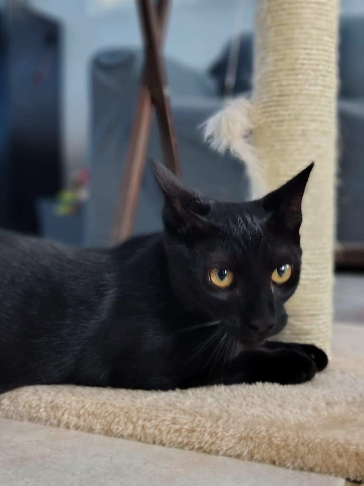 Enlarge Salem, a ADOPTABLE Domestic Short Hair in Franklin, MA image 2/6