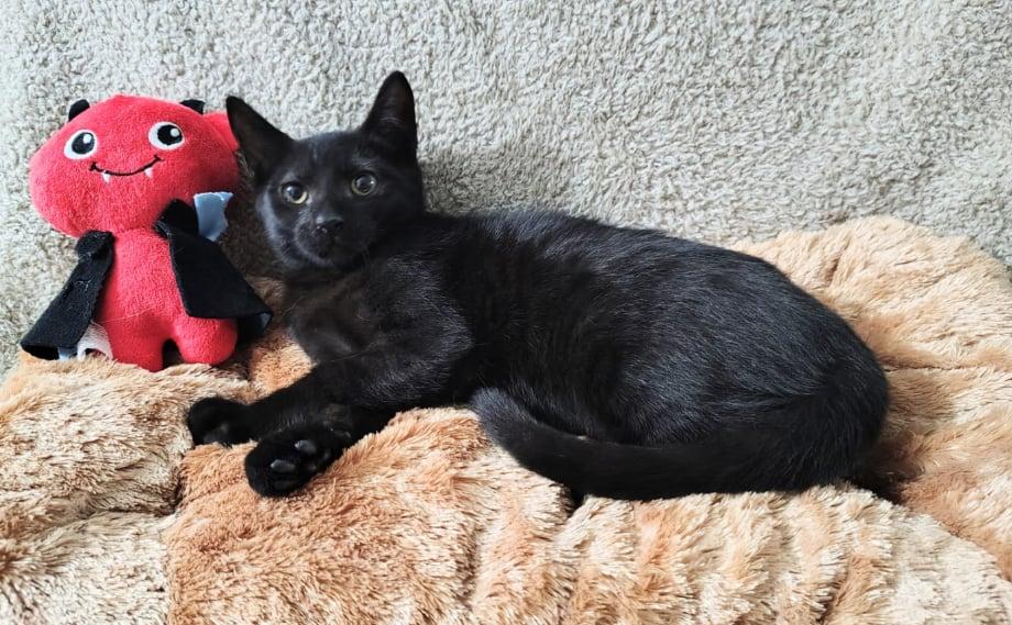 Enlarge Salem, a ADOPTABLE Domestic Short Hair in Franklin, MA image 4/6