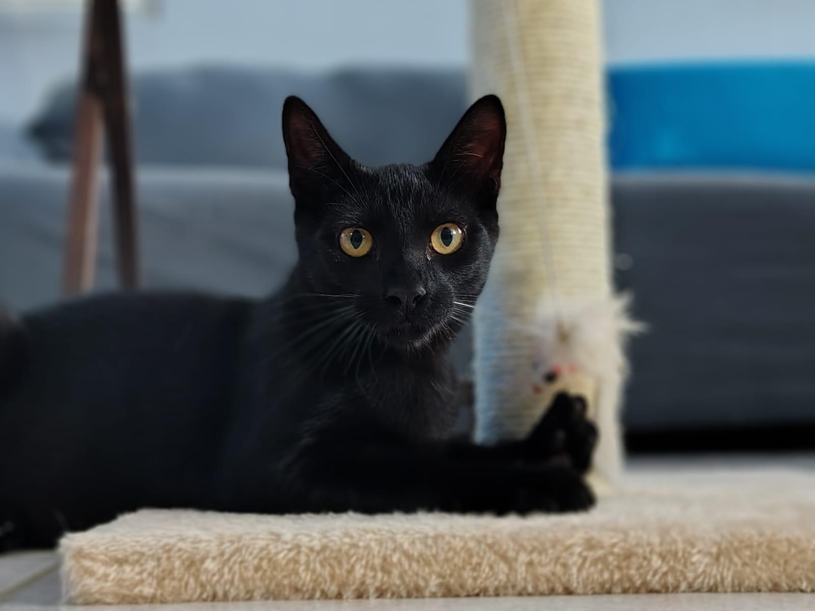 Enlarge Salem, a ADOPTABLE Domestic Short Hair in Franklin, MA image 3/6