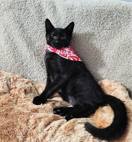 Enlarge Salem, a ADOPTABLE Domestic Short Hair in Franklin, MA image 5/6