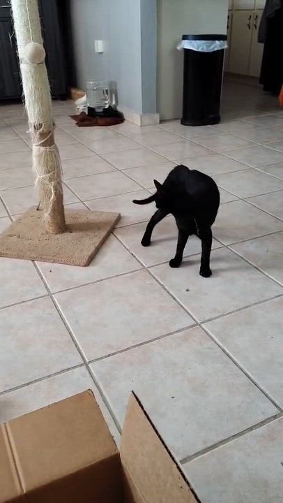 Enlarge Salem, a ADOPTABLE Domestic Short Hair in Franklin, MA video 6/6