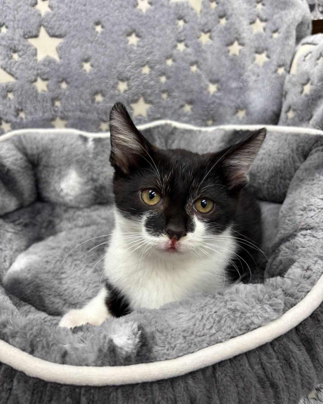 Enlarge Kneazle, a Adoptable Domestic Short Hair in White Oak, PA image 1/1