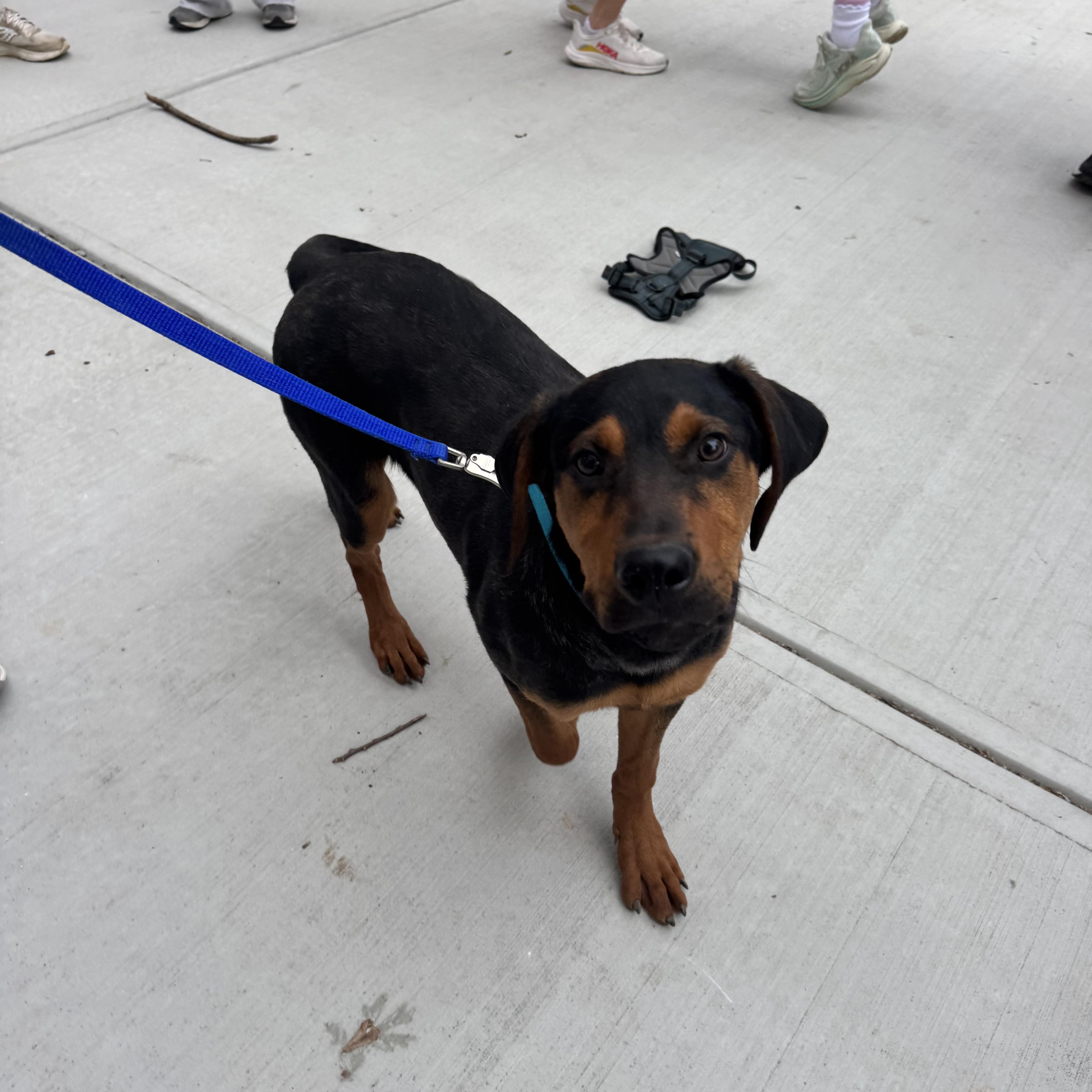 Hudson, a Adoptable mixed breed in Colbert, GA image 2/4
