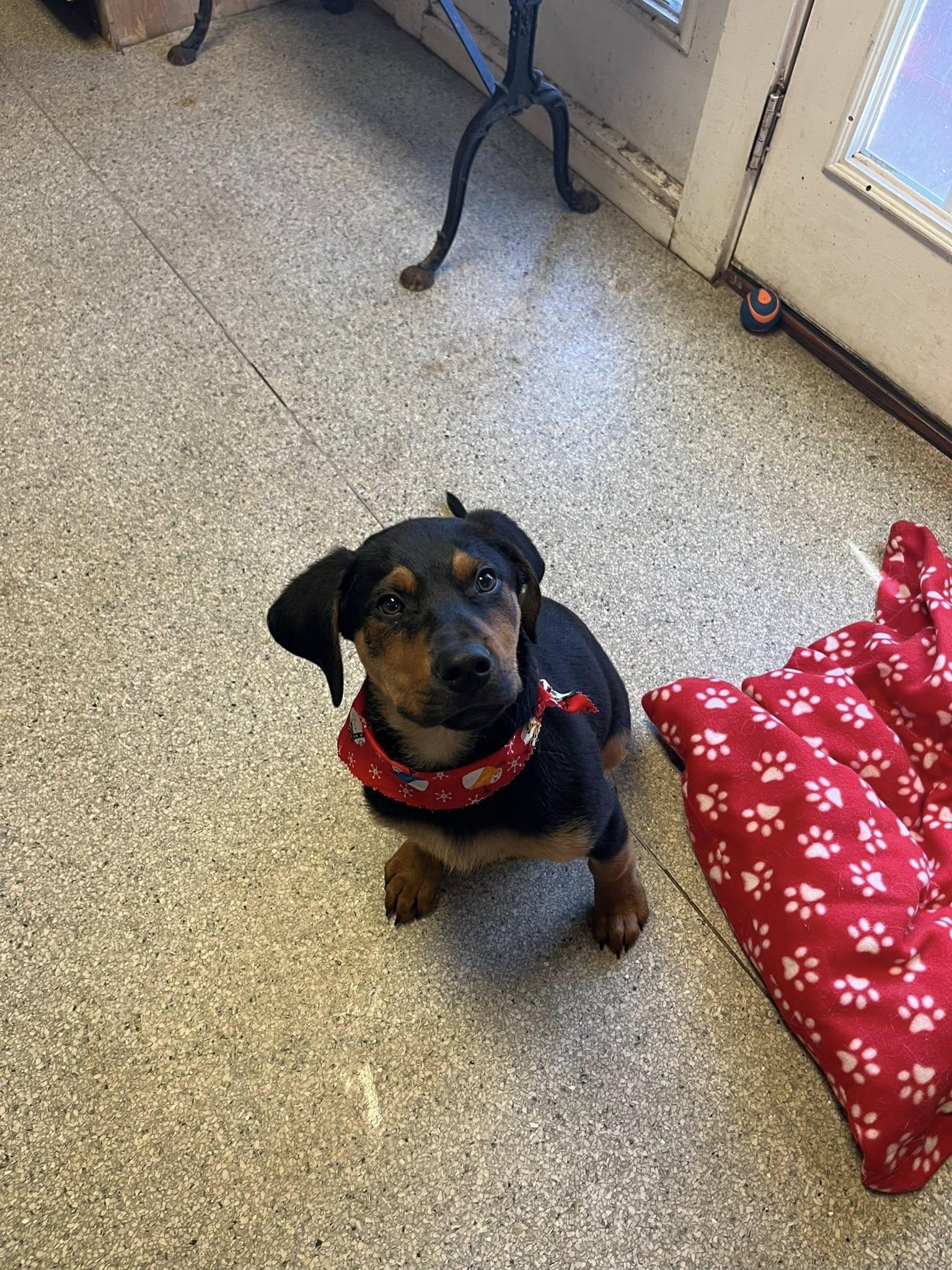 Enlarge Hudson, a Adoptable mixed breed in Colbert, GA image 1/2