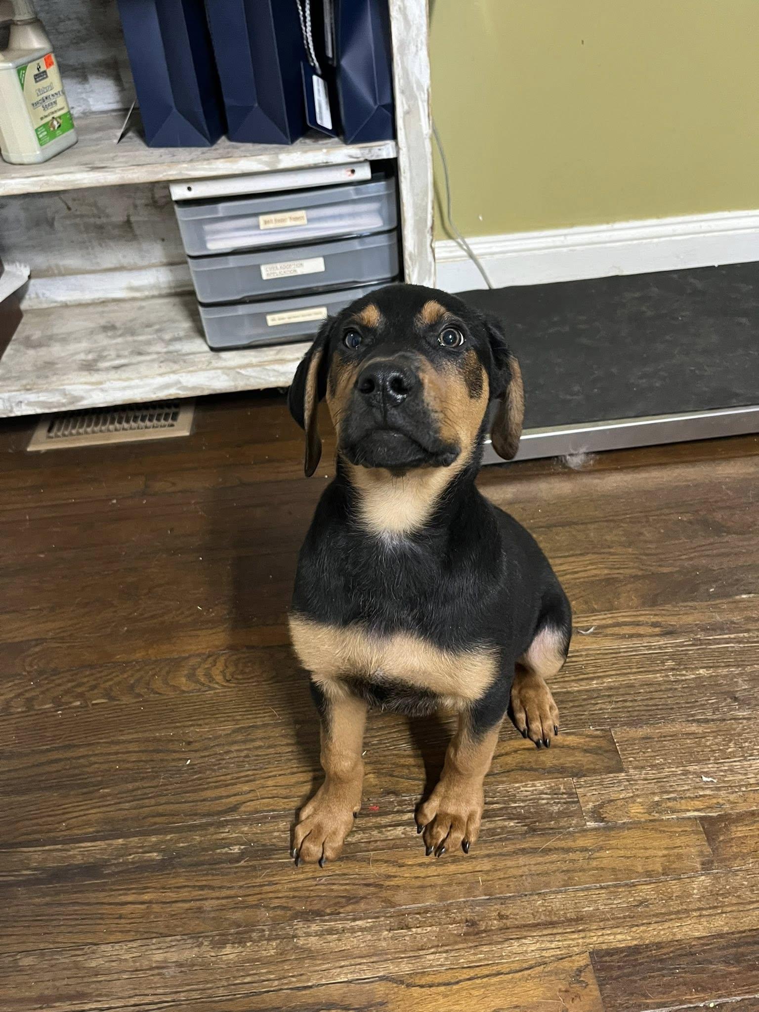 Enlarge Hudson, a Adoptable mixed breed in Colbert, GA image 2/2