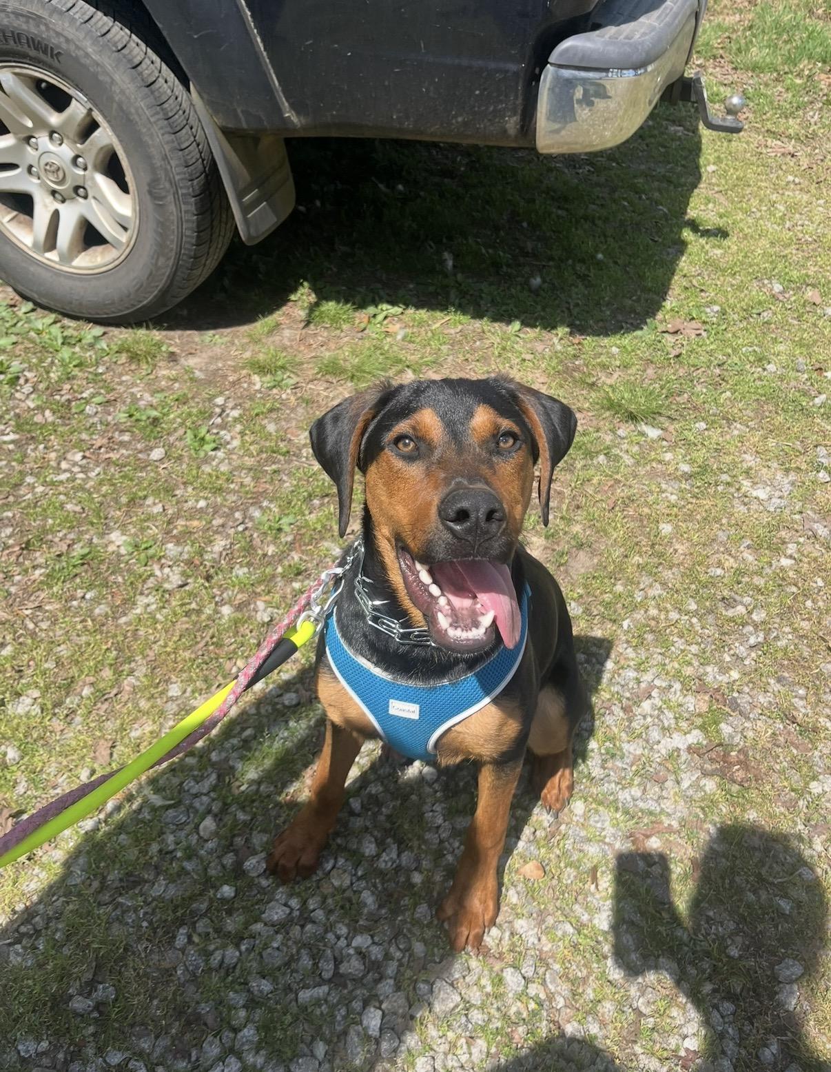 Hudson, Adoptable, Young Male Rottweiler & Treeing Walker Coonhound.