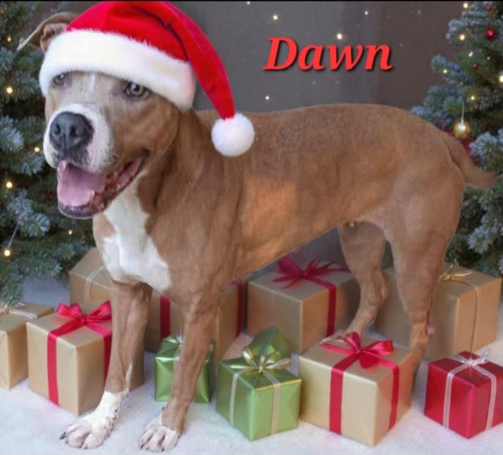 Dawn, Adoptable, Adult Female Pit Bull Terrier.