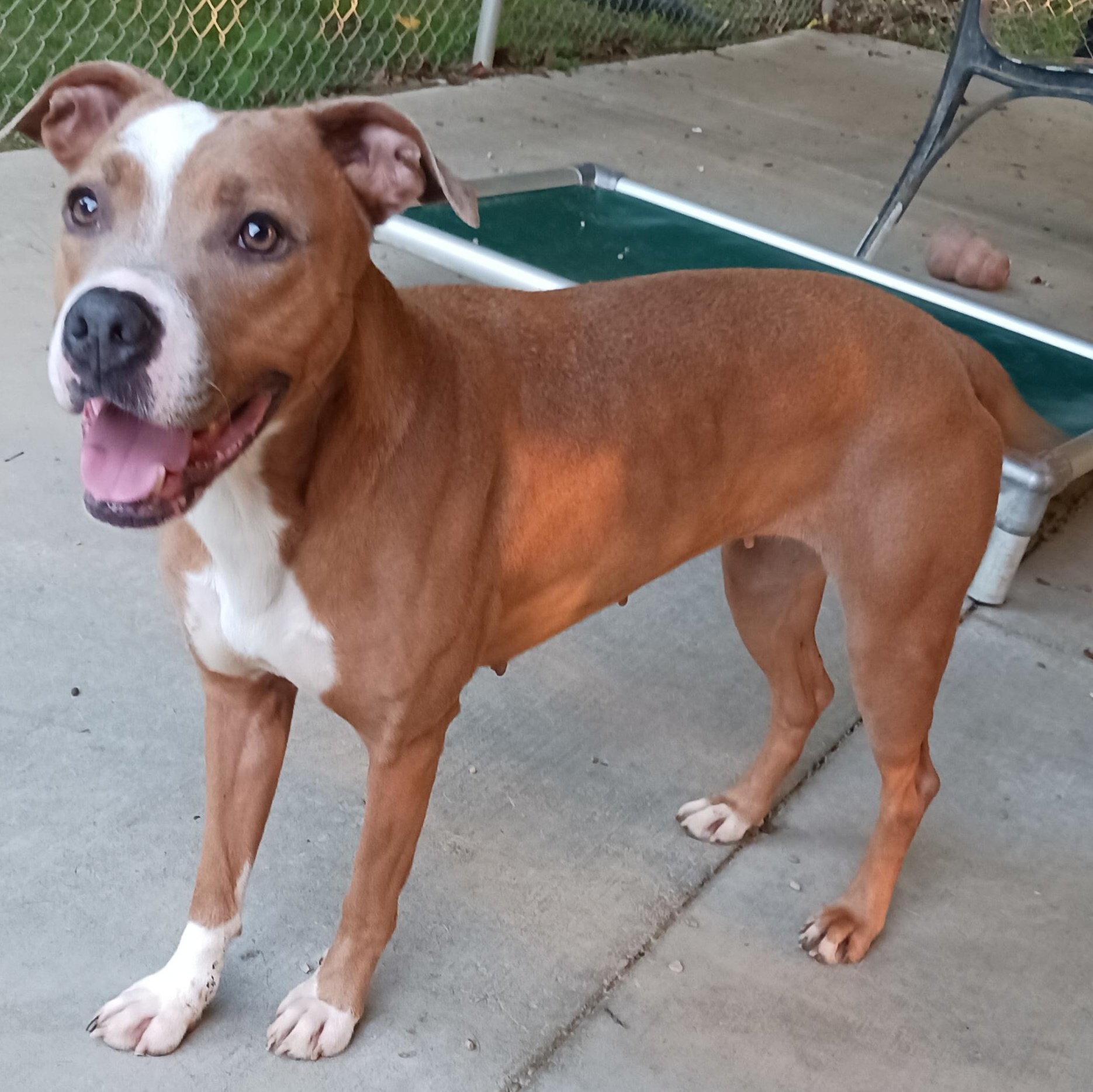 Dawn, a Adoptable mixed breed in Saint Marys, WV image 6/6