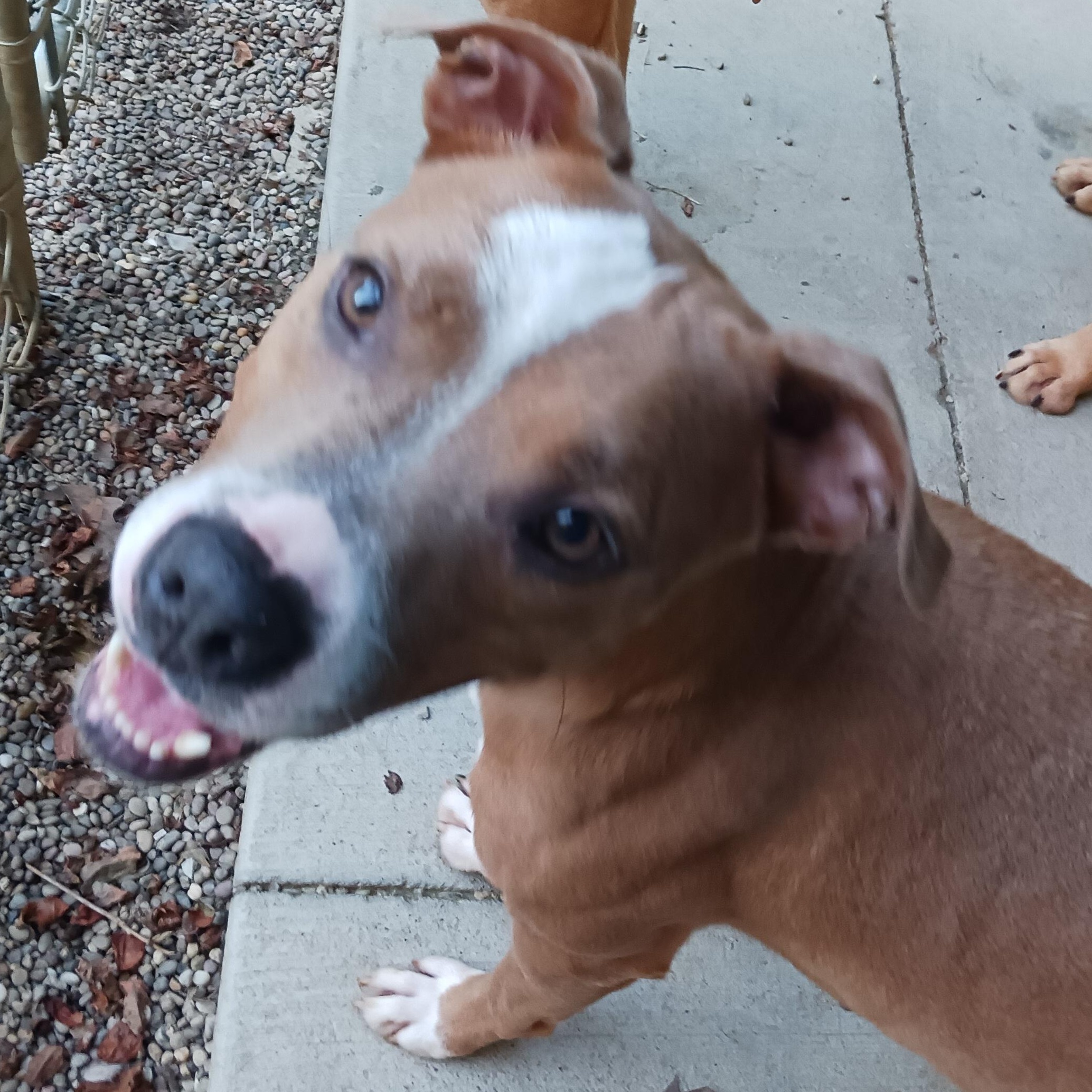 Dawn, a Adoptable mixed breed in Saint Marys, WV image 2/6