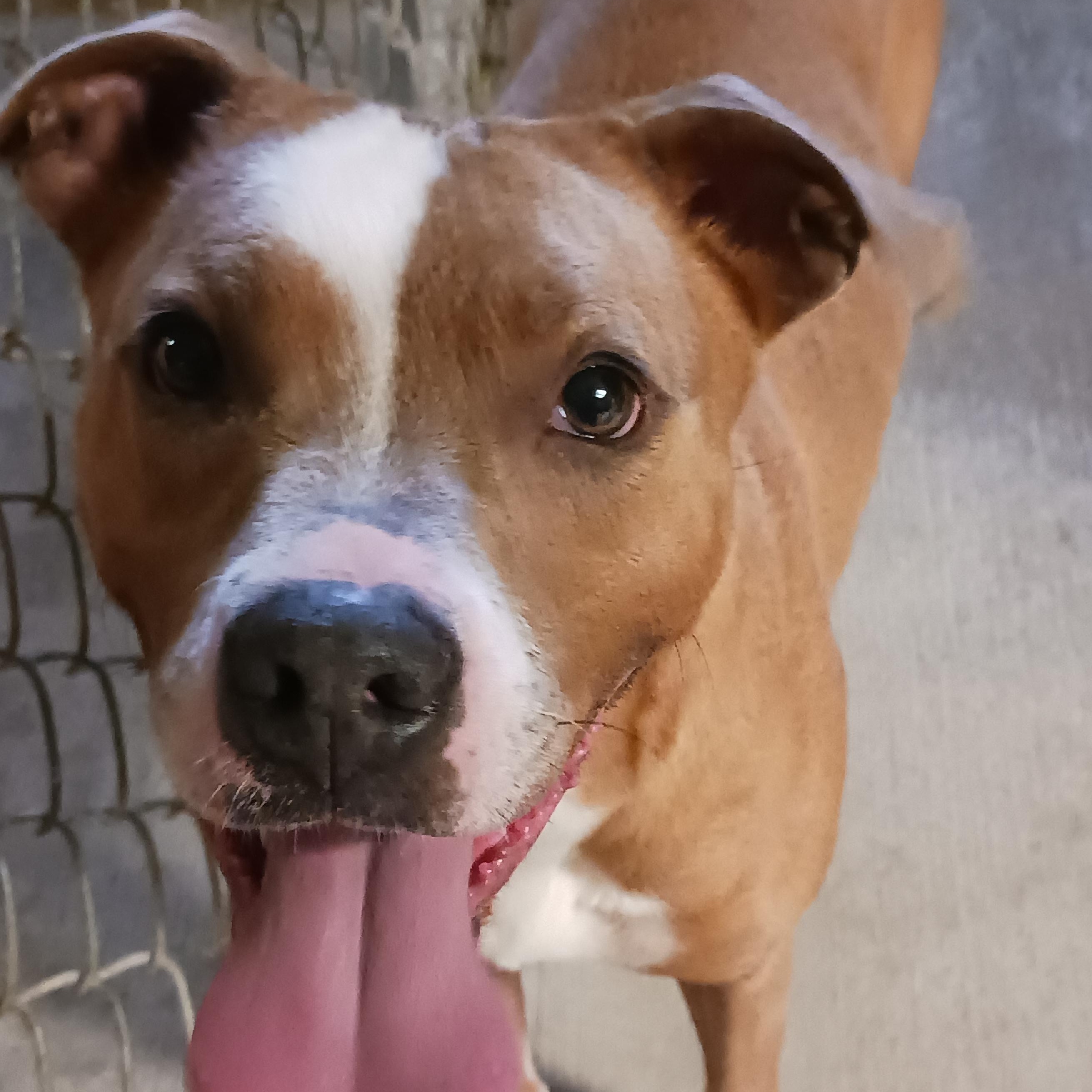 Dawn, a Adoptable mixed breed in Saint Marys, WV image 5/6