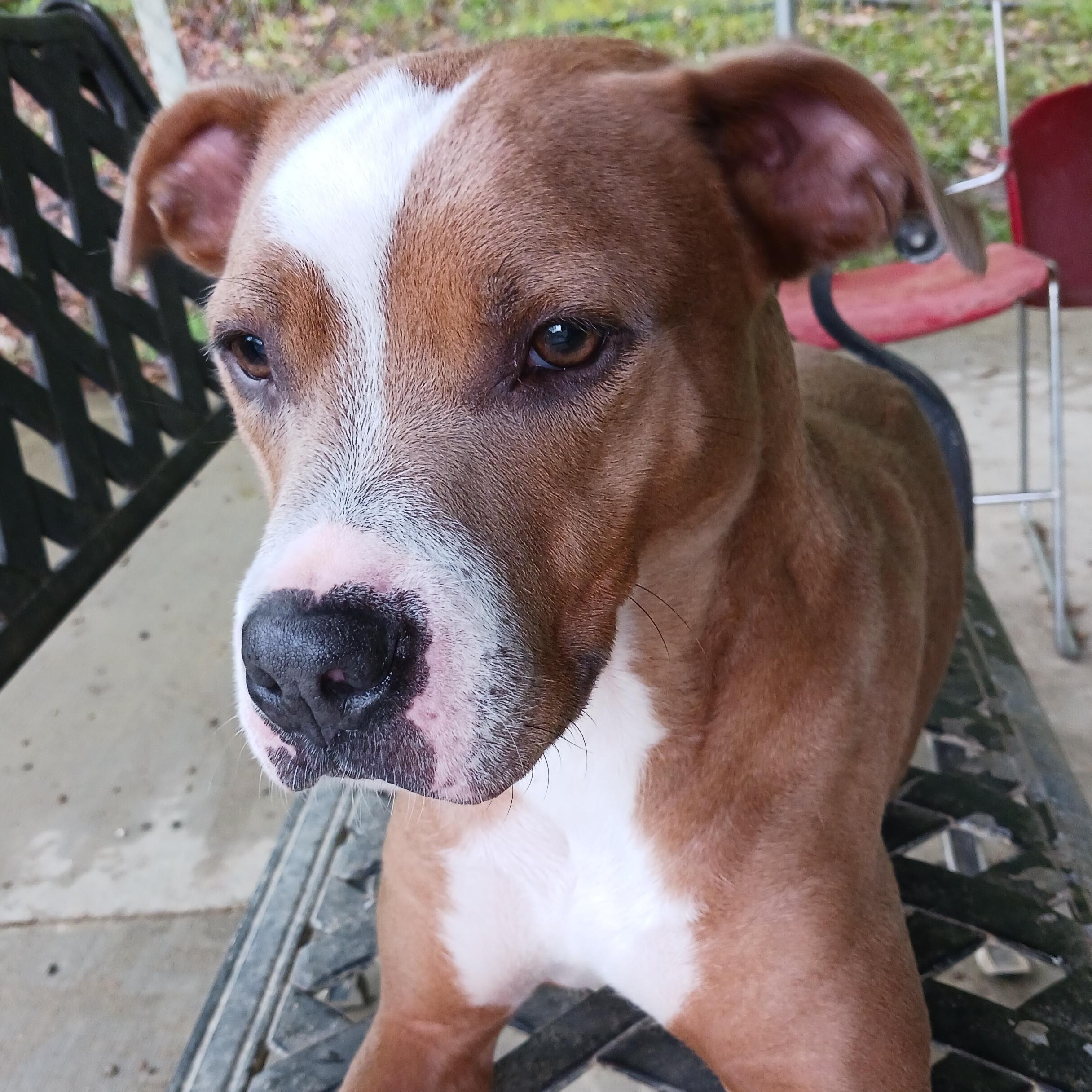 Dawn, a Adoptable mixed breed in Saint Marys, WV image 4/6