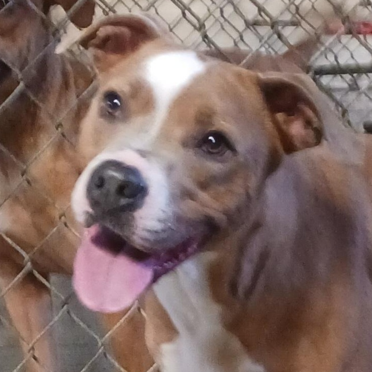 Dawn, a Adoptable mixed breed in Saint Marys, WV image 3/6