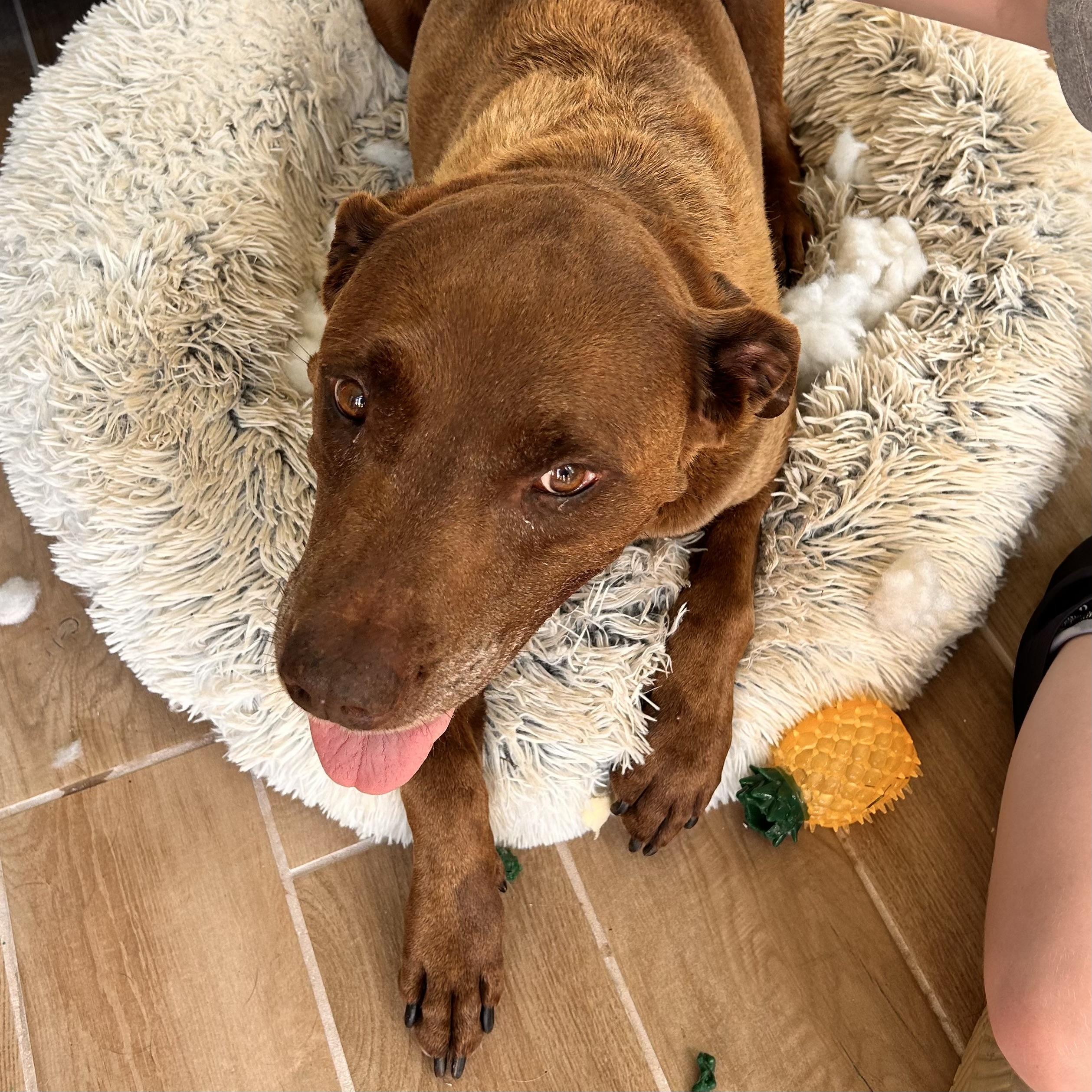 Enlarge Maximus, a Adoptable mixed breed in New York, NY image 5/6