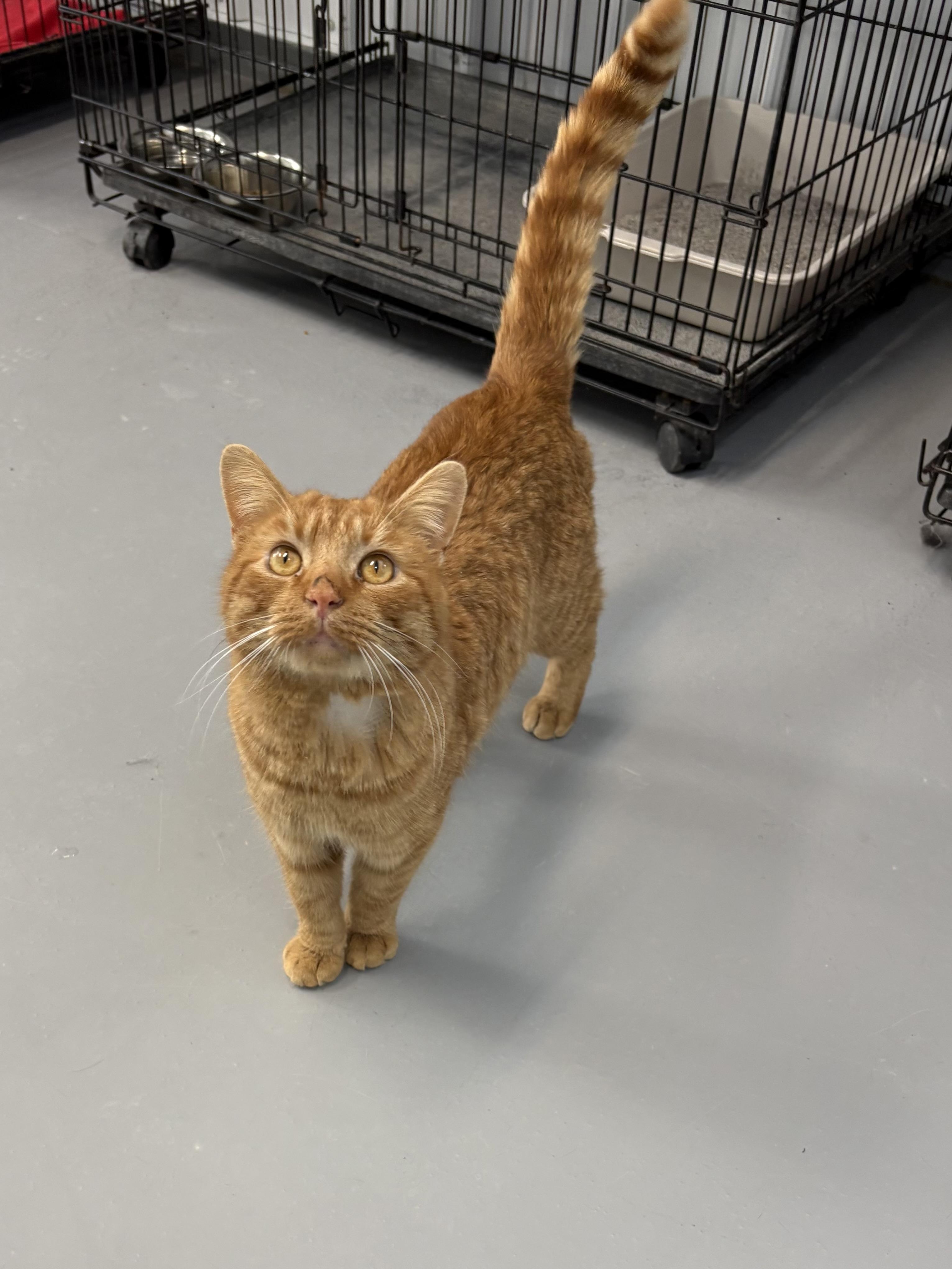 Enlarge Ravioli, a ADOPTABLE American Shorthair in Big Rapids, MI image 3/5
