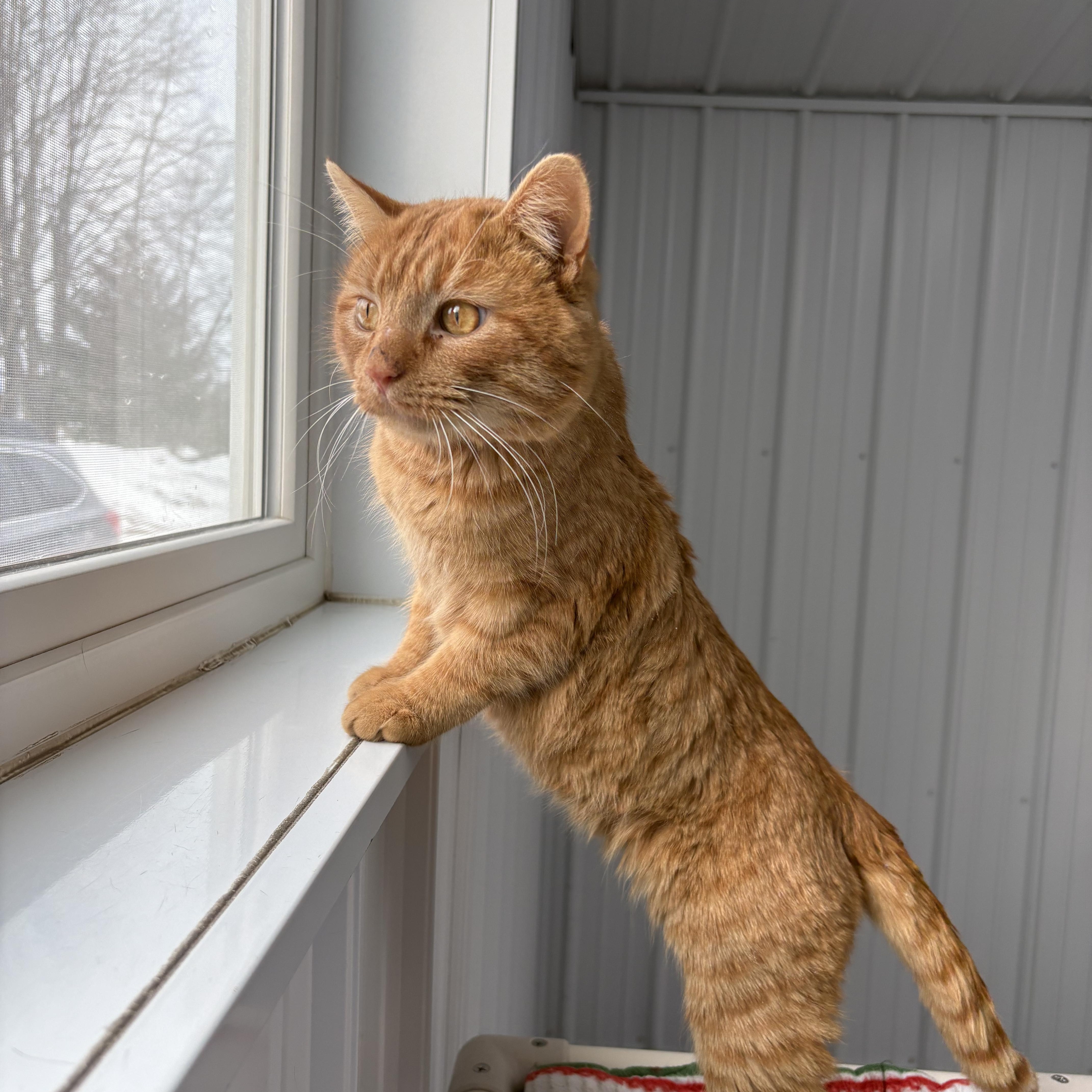 Enlarge Ravioli, a ADOPTABLE American Shorthair in Big Rapids, MI image 1/5