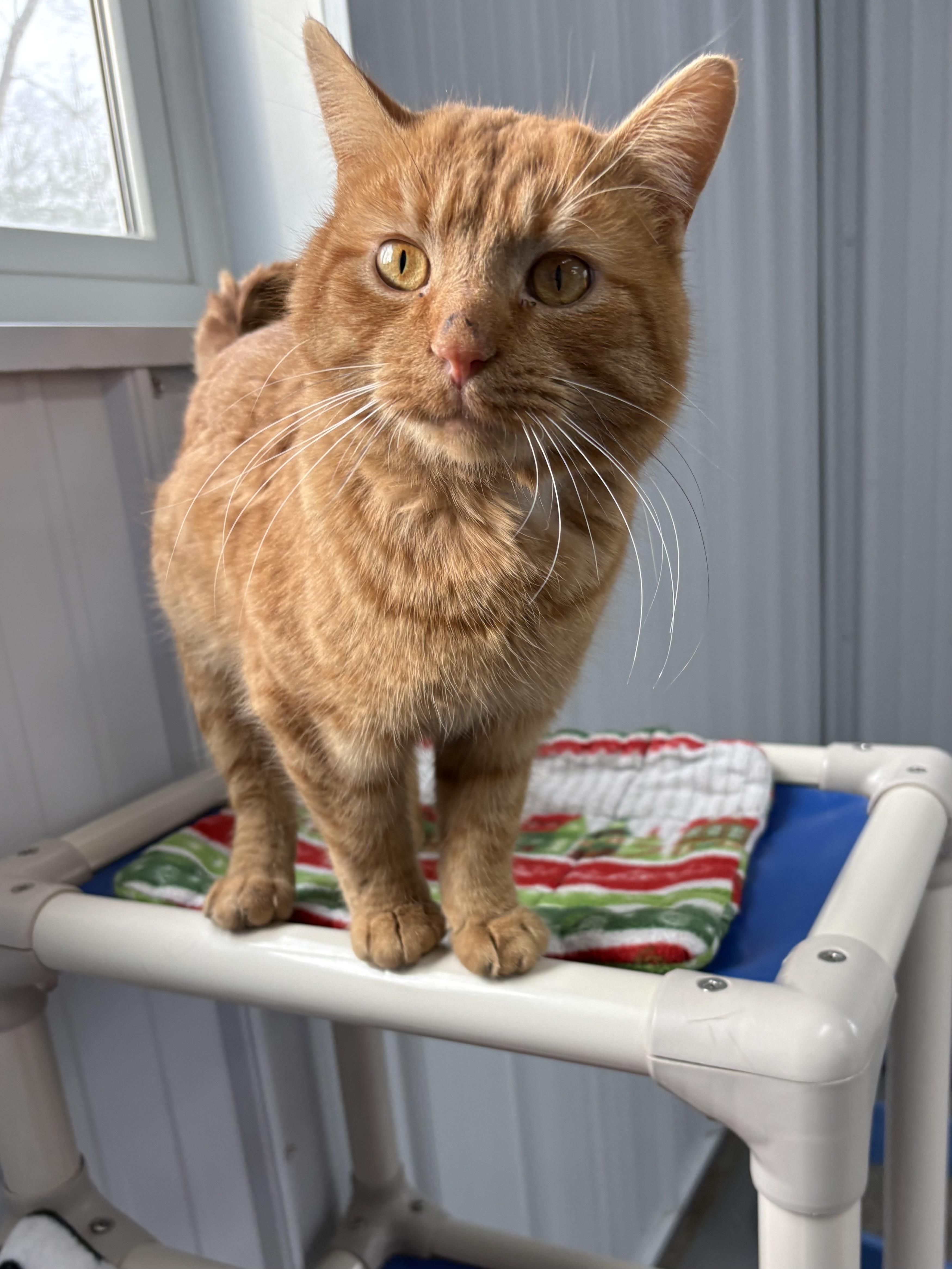 Enlarge Ravioli, a ADOPTABLE American Shorthair in Big Rapids, MI image 2/5