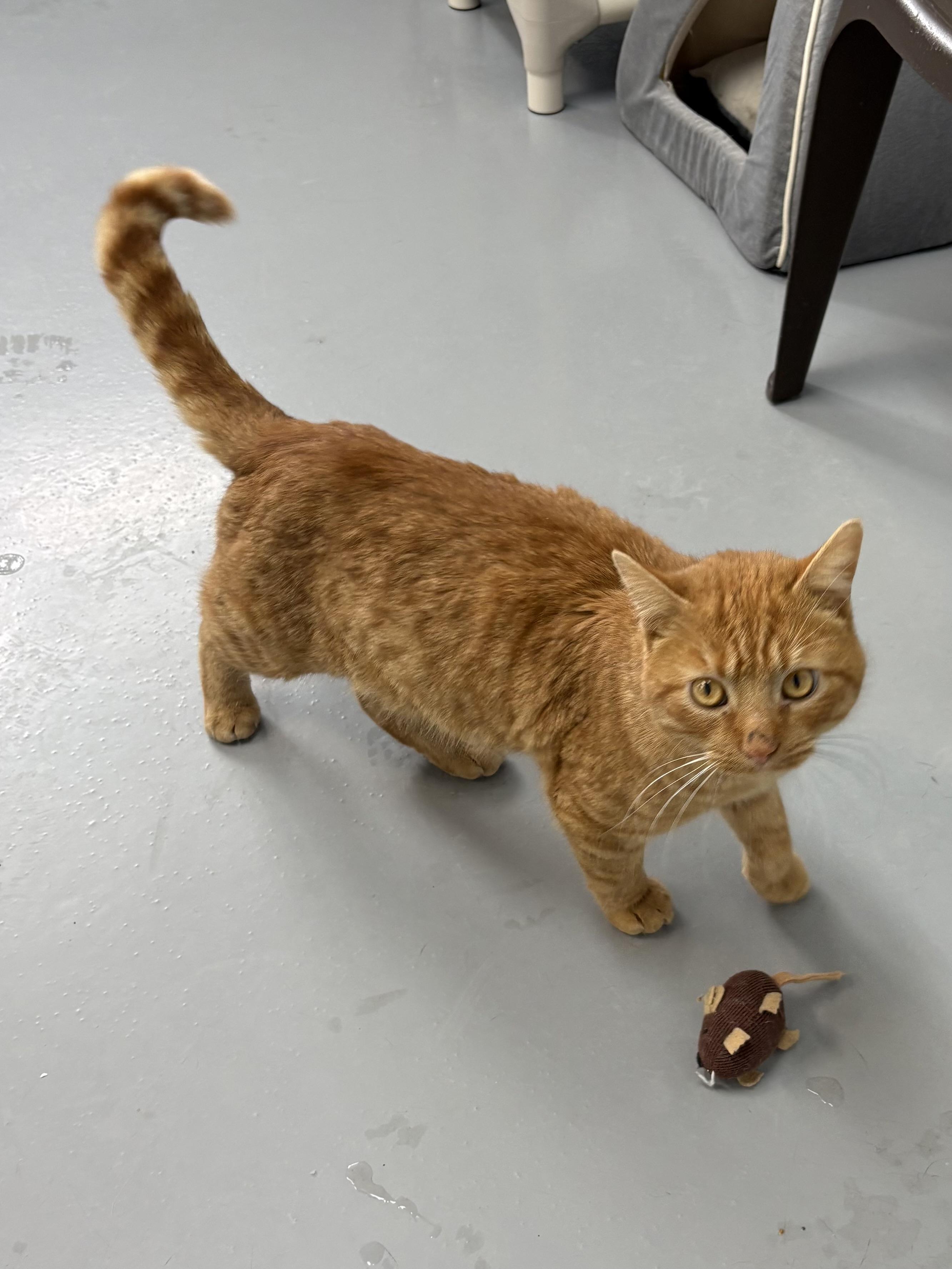 Enlarge Ravioli, a ADOPTABLE American Shorthair in Big Rapids, MI image 4/5