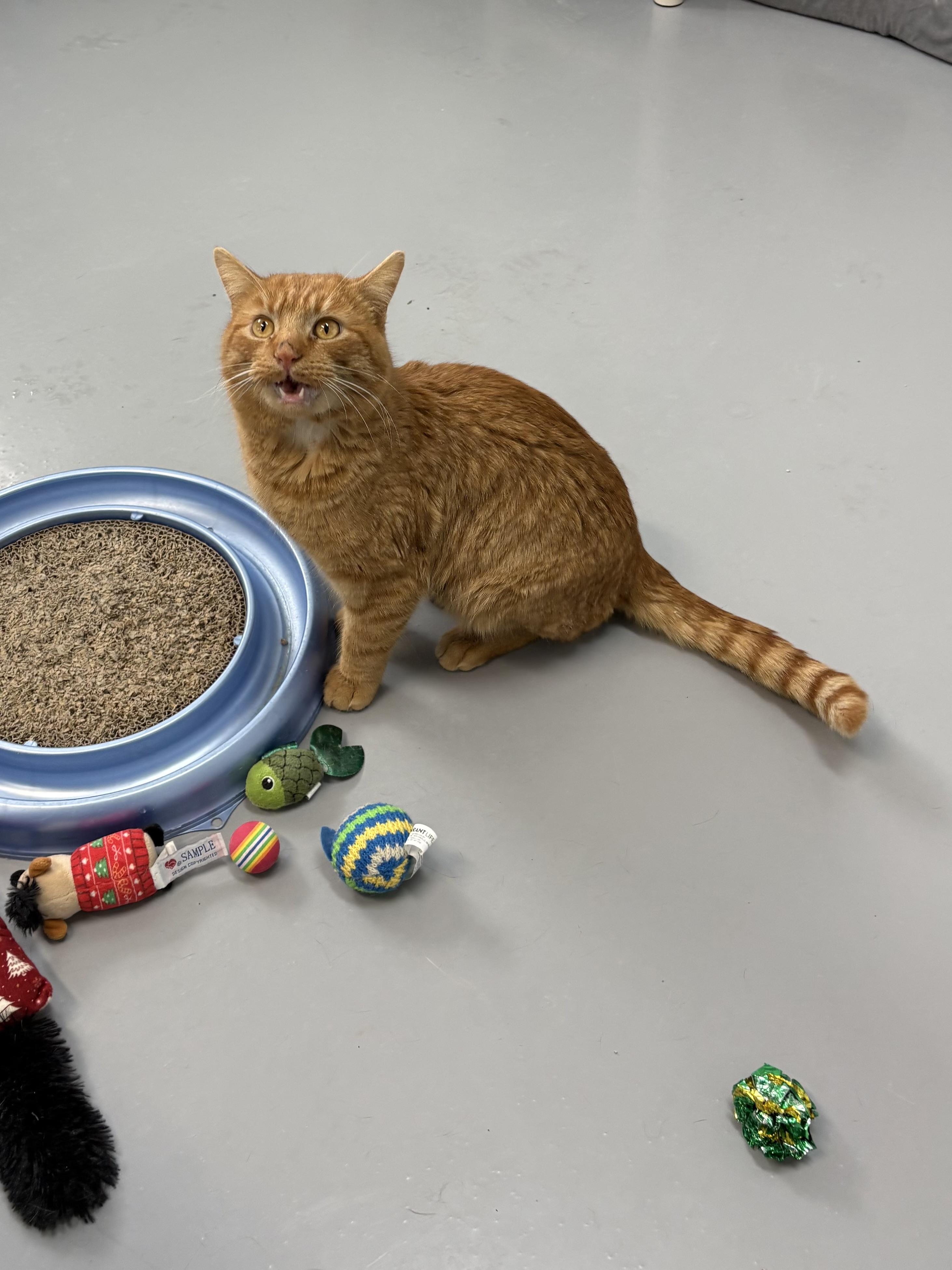 Enlarge Ravioli, a ADOPTABLE American Shorthair in Big Rapids, MI image 5/5